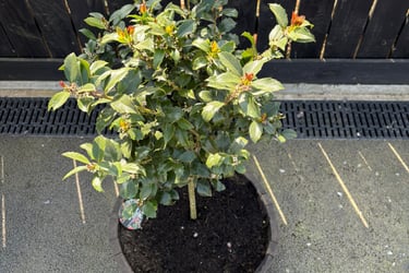 Planter