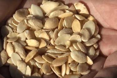 Plusieurs amandons extraits de noix d'Argan
