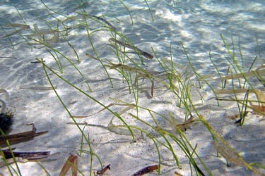 Manatee grass