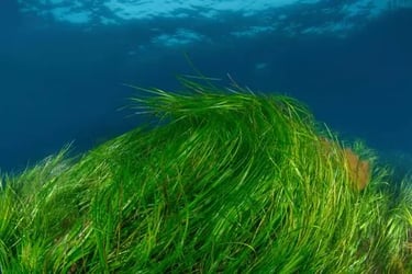 Eelgrass