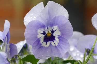a close up of a purple flower with water droplets