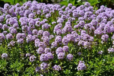 a field of purple flowers with green leaves