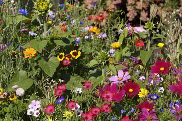 a bunch of flowers in a field