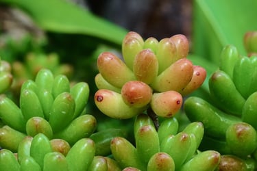 a bunch of green plants with small green leaves
