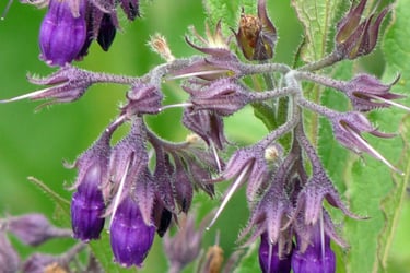 a purple flower with a bee on it