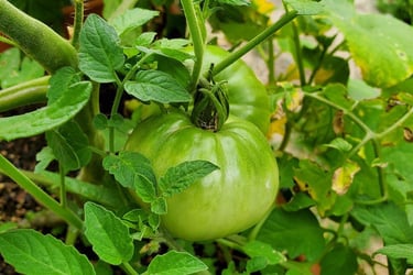 a green tomato plant with a green tomato plant