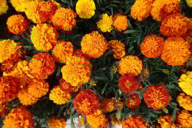 a bunch of flowers that are in a vase