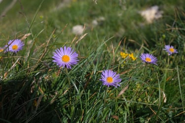 a field with purple flowers and yellow flowers