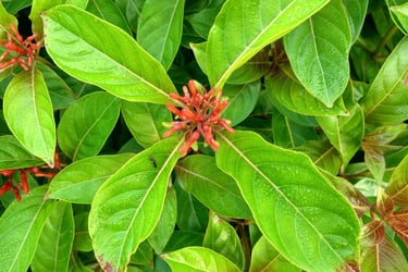 a plant with red flowers and green leaves