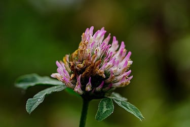 a flower that is sitting on a plant