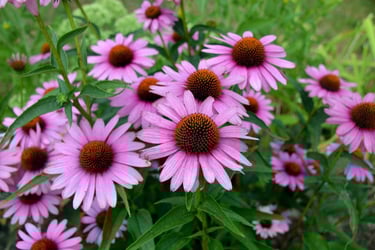 a bunch of flowers that are in the grass