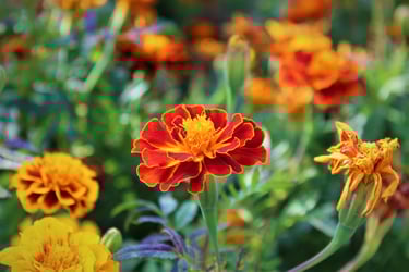a flower in a field with many flowers