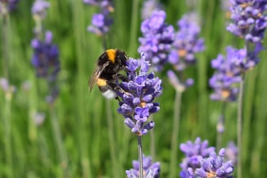a bumble bee on a lavender flower