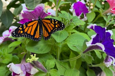 flower garden for creating