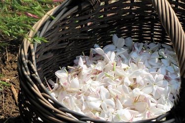 dried jasmine flowers