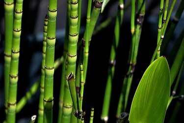 horsetail extract