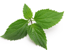 Patchouli essential oil