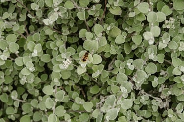 comfrey leaves
