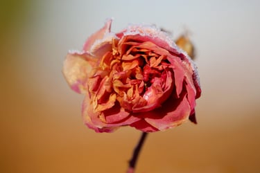 dried rose petals