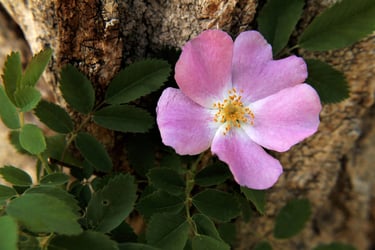 Wildrose AB Canada
