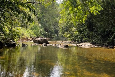 a river with a tree in the middle of it