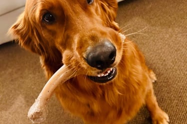 Dog Training Chicago