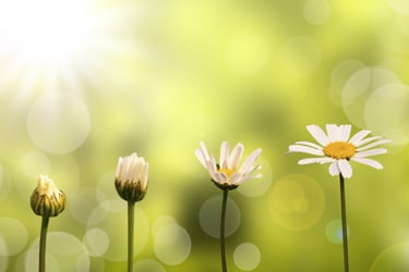 Evolution d'une pâquerette en train d'éclore, s'épanouir grâce à la sophrologie