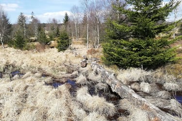 Paysage dans les Fagnes