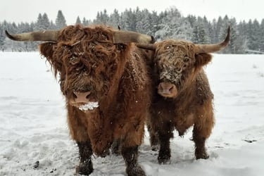 Couple de Highland Cattle dans la neige