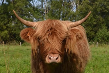 Highland Cattle en été