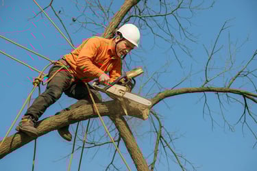 cutting tree branches