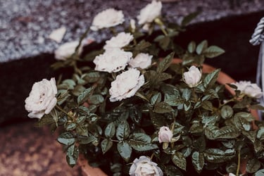 Roses in a clay pot on stairs.