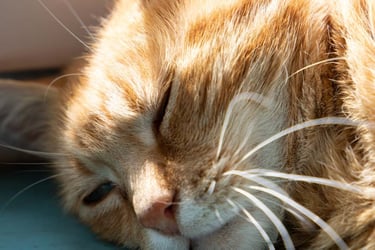 contact@ormulyce.com