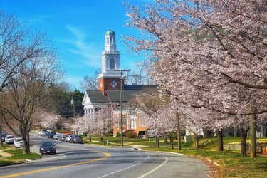 Rivermont Avenue in spring with cherry blossoms