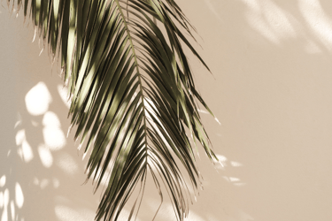 a palm tree with a bird on it