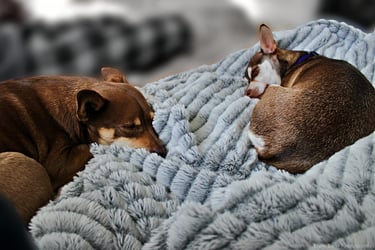 Chihuahua Rescue Dogs tan and white comfy blanket sleeping