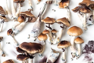 Top view of dried psilocybin mushrooms with brown caps and blue-tinted stems on a white background.
