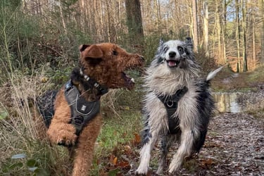 Buddy Doggy Dog walking Dog sitting Brussels