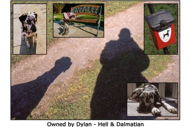 dogs, pups, Dalmatian, shadows, out walking