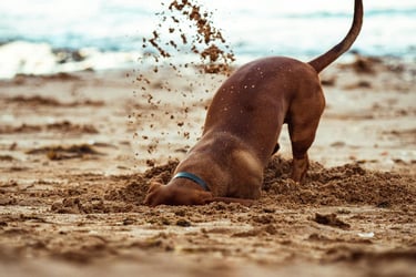cagnolino gioca in spiaggia con la sabbia