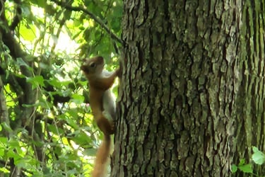 a squirrel is standing on a tree in the woods