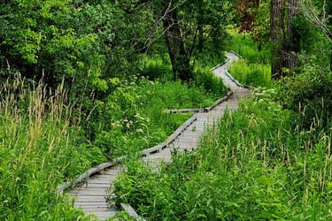 a wooden boardwalk in the middle of a forest