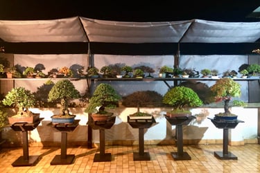 Bonsai coltivati da Massimo Moscato, autore di thriller, sezione L’altro me del sito ufficiale.