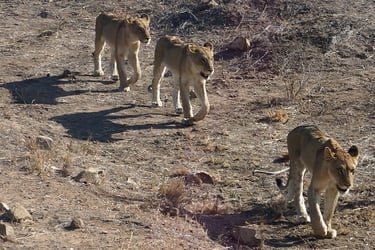 Lions in Kruger National Park in South Africa