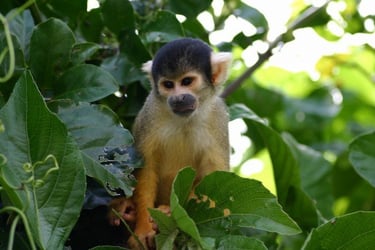 Black capped squirrel monkey near Rurrenabaque in Bolivia