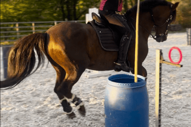 working equitation equipment