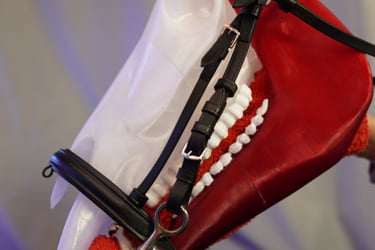 horse skull for education