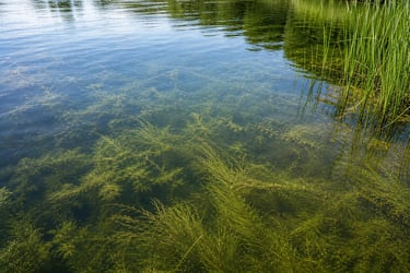 Aquatic weeds growing in clear lake water.