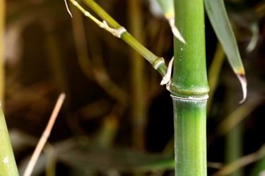 su caña verde lo diferencia de sus hermanos phyllostachys