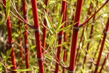 Precioso bambú por sus cañas rojas y nada invasor